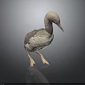 Gray and White Loon Bird Standing on Black Surface with Gray Background