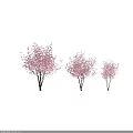 Graceful Flowering Trees with Pink Blossoms Lush Branches and Elegant Natural Form