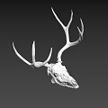 Realistic Detailed White Deer Skull With Large Antlers On Dark Background