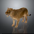 Realistic Brown Lioness Standing With Open Mouth And Reflection On Gray Surface