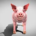 Standing Plump Pink Pig With Prominent Ears Open Mouth And Short Legs On Gray Background