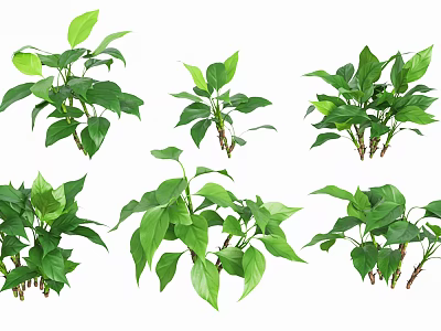 Multiple Lush Green Potted Plants with Fresh Leaves for Indoor Decor 3d model