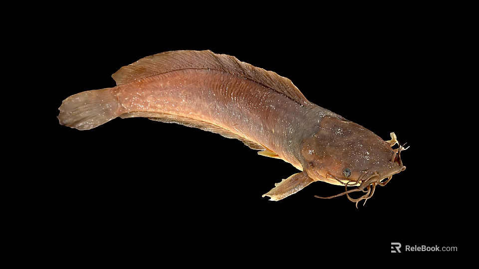 Brown Aquatic Catfish With Whiskers And Smooth Body Appearance On Black Background 3d model 