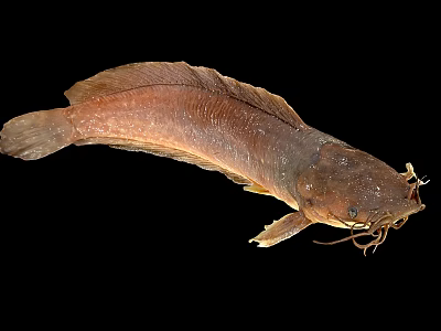 Brown Aquatic Catfish With Whiskers And Smooth Body Appearance On Black Background 3d model