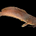 Brown Aquatic Catfish With Whiskers And Smooth Body Appearance On Black Background