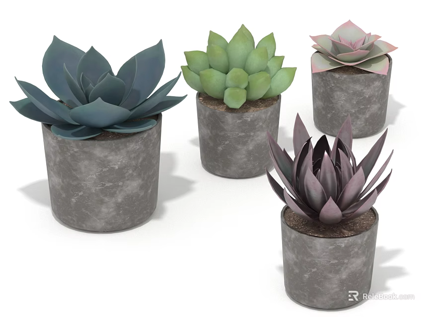 Four Succulent Plants in Gray Concrete Pots with Varied Green and Purple Leaves 3d model 