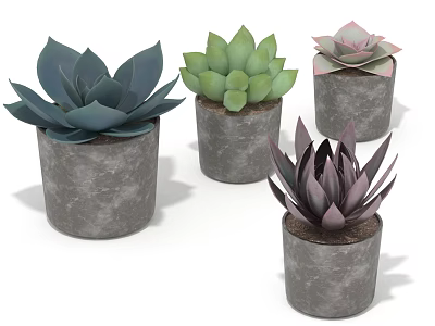 Four Succulent Plants in Gray Concrete Pots with Varied Green and Purple Leaves 3d model