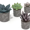 Four Succulent Plants in Gray Concrete Pots with Varied Green and Purple Leaves