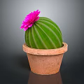 Vibrant Green Round Cactus with Pink Flower in Decorative Brown Terracotta Pot