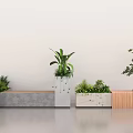 Bonsai Potted Plants With Green Foliage In Concrete And Wooden Planters For Indoor Decor