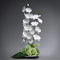 Stunning Blooming White Orchids And Green Plants Arrangement Against Gray Background