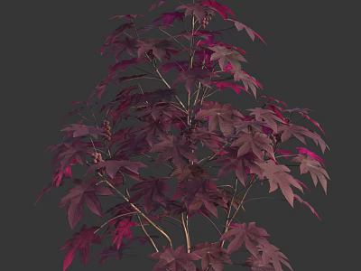 Vibrant Shrub With Purple Red Leaves And Lush Branches Against Dark Background 3d model
