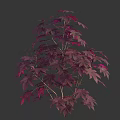 Vibrant Shrub With Purple Red Leaves And Lush Branches Against Dark Background