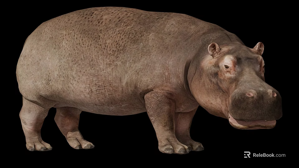 Large Reptile With Thick Skin Standing On Black Background In Studio 3d model 