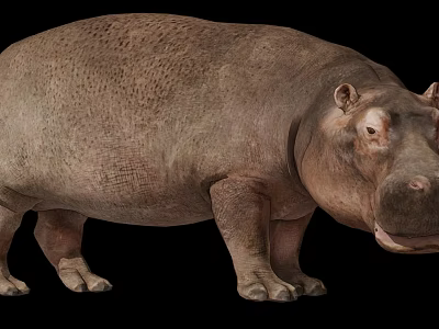 Large Reptile With Thick Skin Standing On Black Background In Studio 3d model
