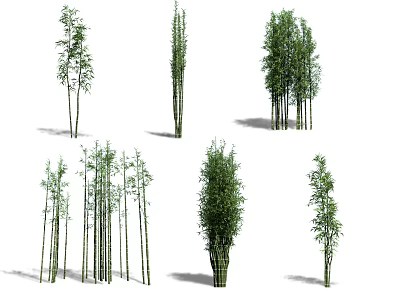 Diverse Bamboo Plants Displaying Various Heights Clusters and Lush Green Foliage 3d model