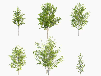 The Modern Tree 3d model