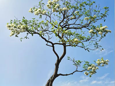 Tall Arbor With White Flowers And Green Leaves Against Blue Sky And White Clouds 3d model