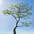 Tall Arbor With White Flowers And Green Leaves Against Blue Sky And White Clouds