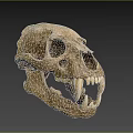 Animal Skull Skeleton With Sharp Canine Teeth And Anatomical Bone Structure 3d model