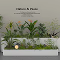 Assorted Indoor Plant Combination With White Planters And Nature Peace Greenery