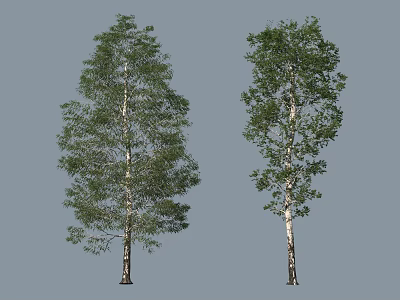 Two Birch Trees With Green Foliage And White Trunks On Simple Background 3d model