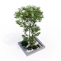 Potted Arbor in Square Planter With Small Shrubs and White Pebbles