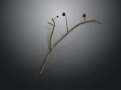 Dry Plant Branch With Thin Twigs And Small Red Fruits On Gray Background 3d model