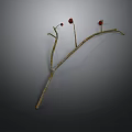 Dry Plant Branch With Thin Twigs And Small Red Fruits On Gray Background