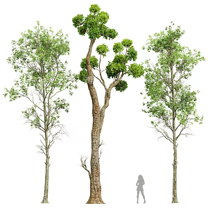 three trees 3d model