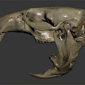 Realistic Detailed Animal Skull Skeleton Isolated On Dark Background With Reflection