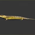 Detailed Yellow And Brown Patterned Lizard With Long Body On Black Background
