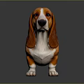 Cute Basset Hound With Brown Black White Coat Long Floppy Ears Standing On Gray Background