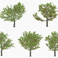Tall Arbor Trees With Green Leaves And Red Fruits In Natural Landscape