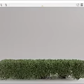 Green Shrub Hedge Well Trimmed for Garden Landscaping Outdoor Decoration Design