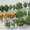 Collection of Various Arbor Trees with Green Yellow Foliage and Different Shapes