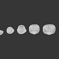 Human Tooth Organ Models Displaying White Crown And Brown Root Arranged In Order