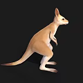 Realistic Kangaroo 3D Model in Standing Pose with Light Brown White Fur and Black Background