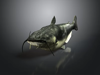 Realistic Fish Figure With Sharp Teeth Long Whiskers Dark Body And Reflection On Gray Background 3d model