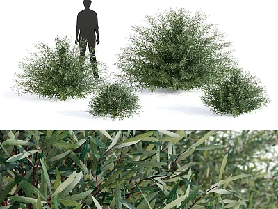 Lush Green Garden Plant Decor With Various Sizes And Fresh Leafy Foliage 3d model
