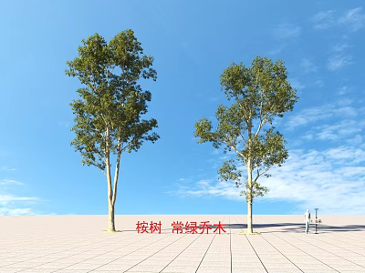 Eucalyptus Evergreen Trees Growing Lushly Under Clear Blue Sky With Clouds 3d model