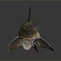 Detailed Fish Anatomy Featuring Eyes Mouth Fins And Textured Scales Structure