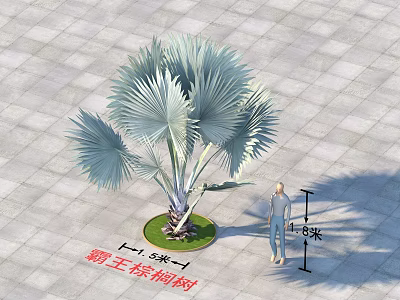 Bismarck Palm Tree With Large Fan Leaves And Human Figure For Size Comparison 3d model