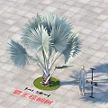 Bismarck Palm Tree With Large Fan Leaves And Human Figure For Size Comparison