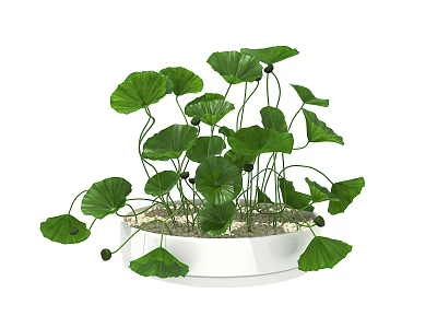 Bonsai Potted Plant With Fresh Green Leaves In White Round Pot And Pebble Substrate 3d model