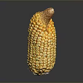 Fresh Yellow Corn Cob With Juicy Kernels And Silk On Gray Reflective Background