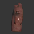 3D Rendered Human Organ Model With Pink Color And Hair Like Surface Structures