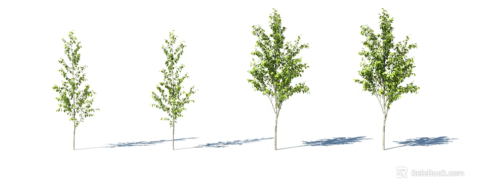 Green Leafy Arbor Trees With Straight Trunks And Shadows On White Background 3d model
