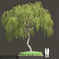 Weeping Willow Tree with Curved Trunk Hanging Green Leaves in Square Flower Bed and People
