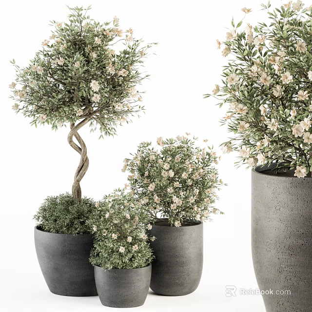 Potted Bonsai Plants With Twisted Trunk And White Flowers In Gray Pots 3d model 